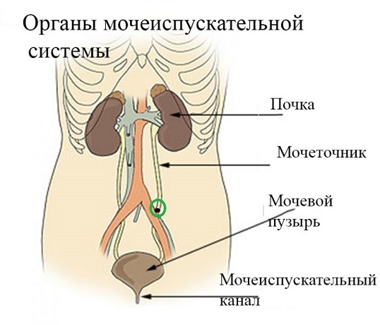 Камни мочеточника: как появляются, как избавиться, методы диагностики в медицинском центре МЕДСИ