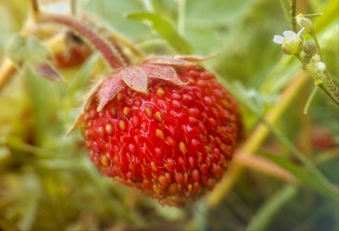 Macro post - Berries, The photo, Flowers, Longpost, Strawberry, My