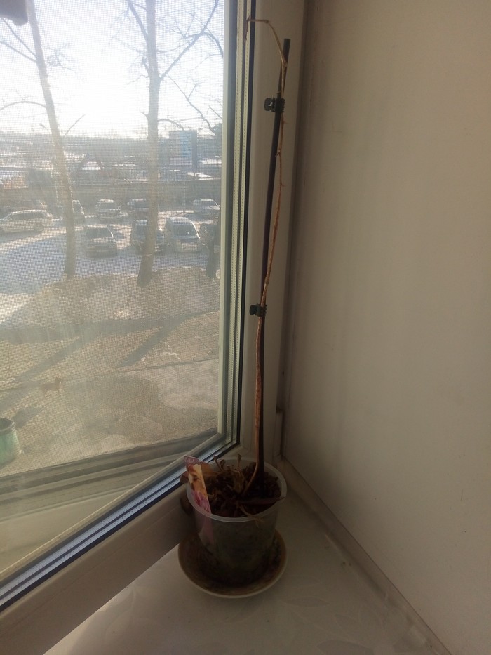 Любовь к растениям