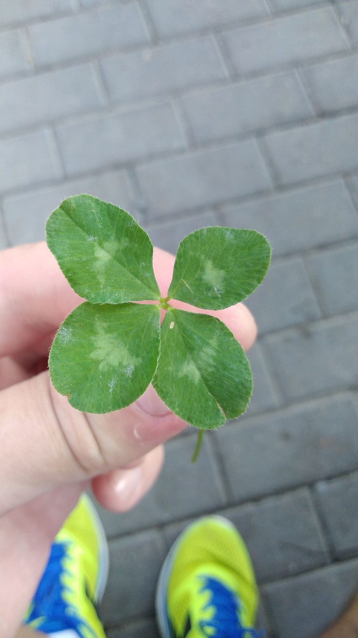 Can you place a bet today? - My, Clover, Betting, Walk, Luck, Longpost