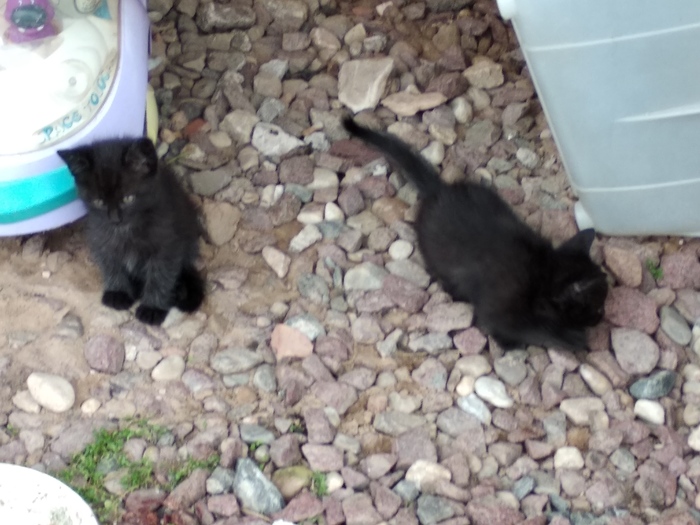 Kittens as a gift, Vitebsk. Boy and girl. - My, Kittens, Vitebsk, Longpost, cat, In good hands