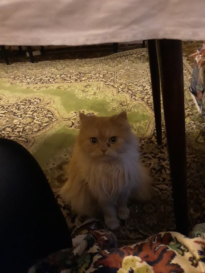 Share a yummy - My, Persian cat, cat, Fluffy mimimi, Fluffy, Redheads