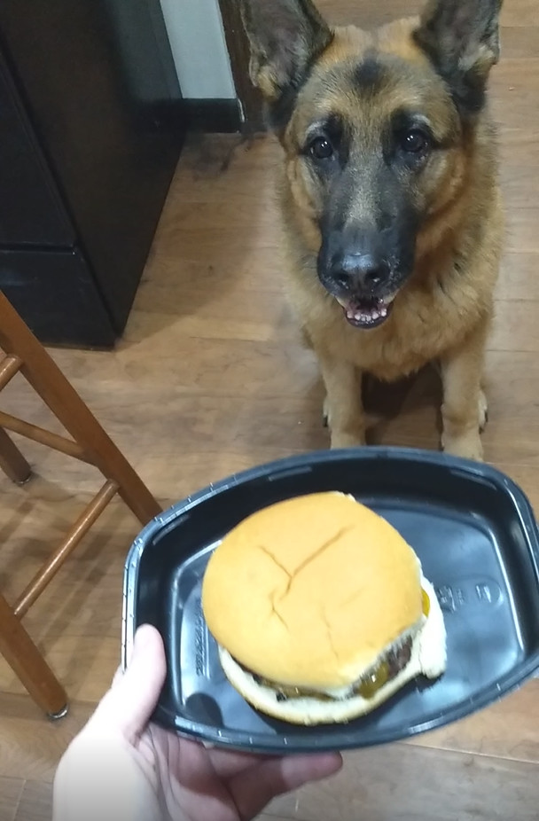 After years of service, Drago retired and ate his first cheeseburger as a holiday treat. - Dog, Animals, Pets, Milota, Reddit
