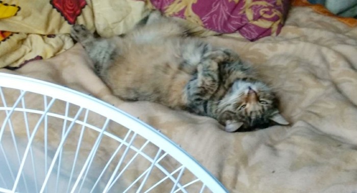 When the fan is turned on - My, Pets, Summer, Heat, cat, Fan