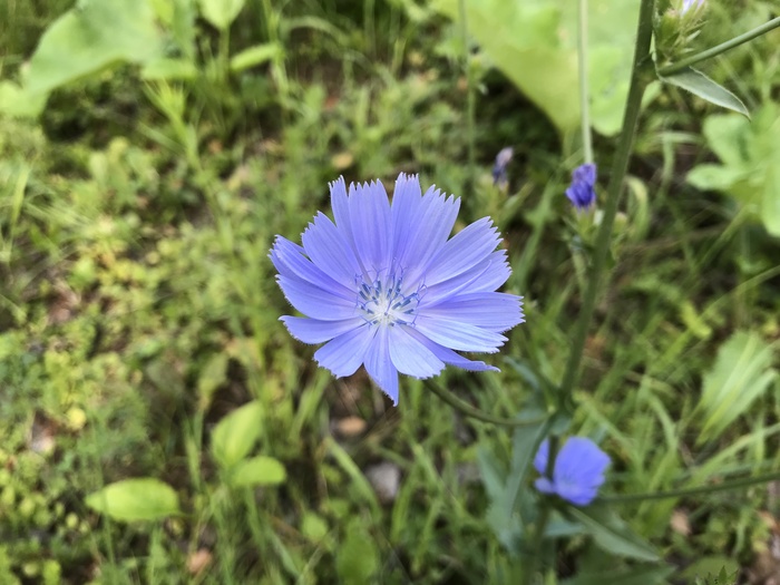 A few photos. - My, Flowers, Sunset, The photo, Iphone 7 plus, Beginning photographer, Longpost