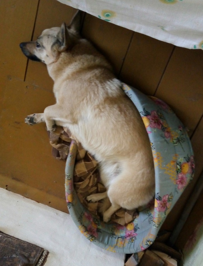 I found my dog's old bed - My, Dog, House