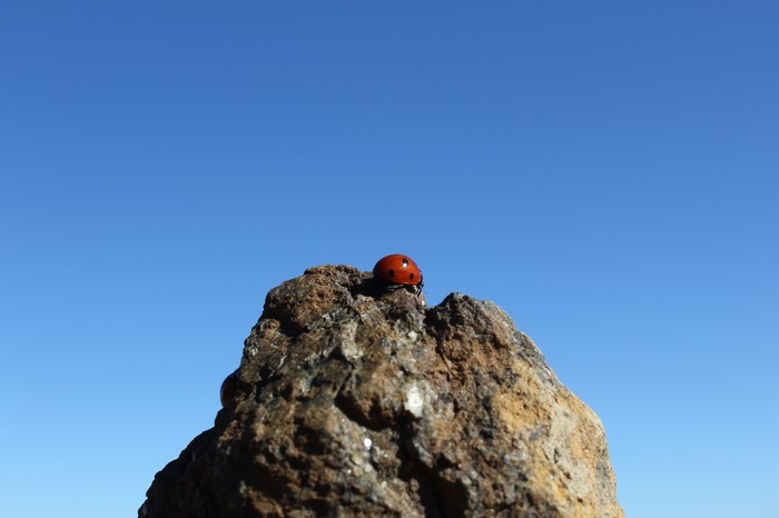 Novice Amateur #5 - My, wildlife, ladybug, Elbrus, Canon