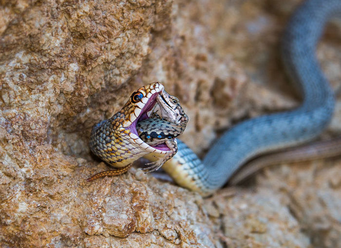 Last Stand. - The national geographic, The photo, Snake, Lizard, Young, Animals