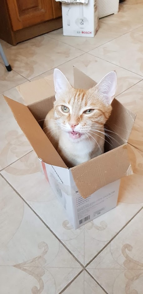 AAAApchhi, are you filming something?? - cat, Sneeze, Box, Box and cat, Redheads, Longpost