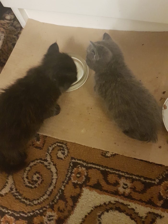 KRASNOYARSK: I will give away kittens / need veterinary help - My, Krasnoyarsk, Help, I'll give the cats away, Veterinary, In good hands, cat, Kittens, Longpost, Helping animals