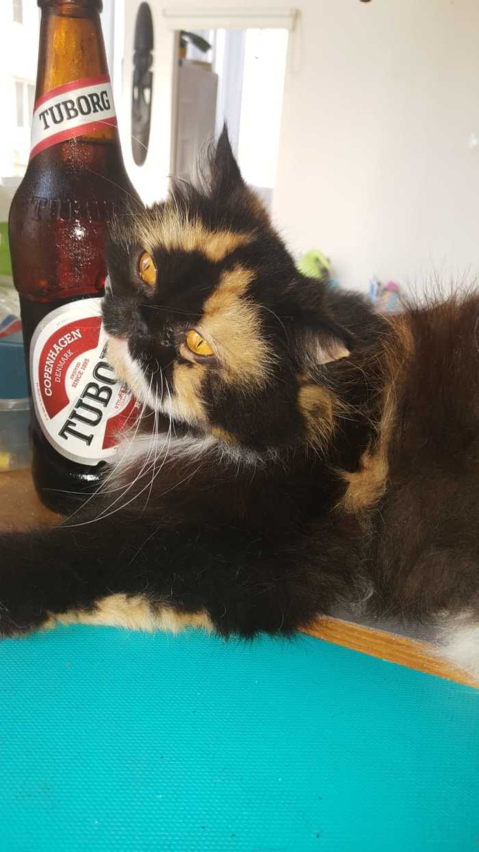 When you just want to talk... - cat, Beer, My