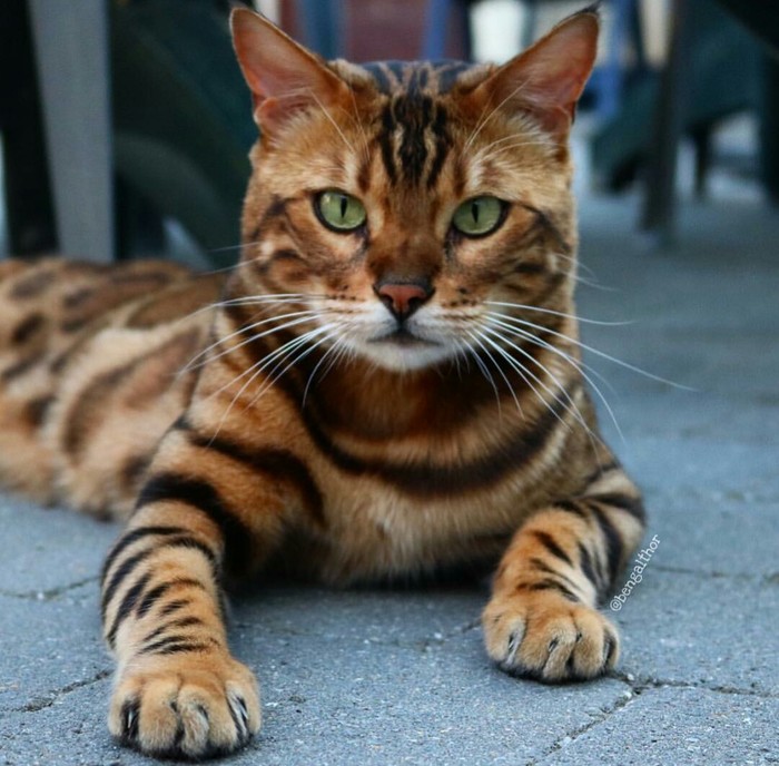 Very beautiful breed - cat, , Catomafia, Pets, Bengal cat