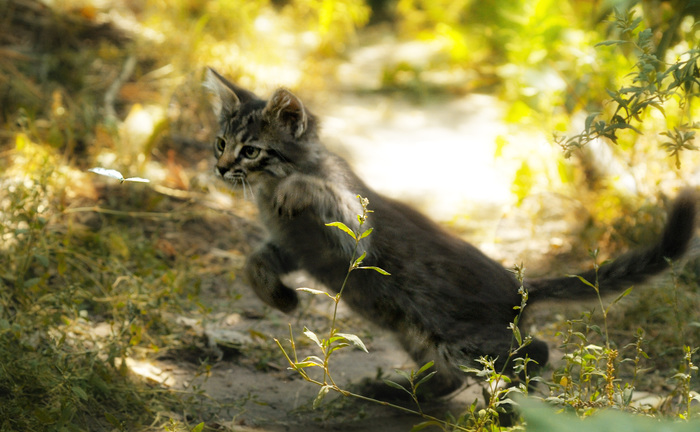Бабочки полёт .