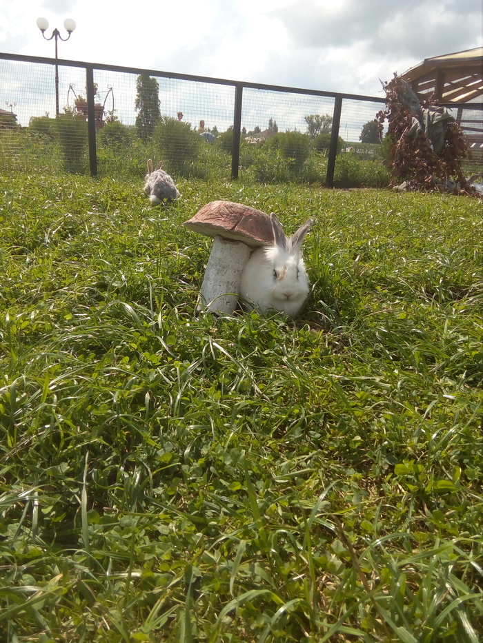 Hid - My, Contact zoo, Rabbit, Hide and seek