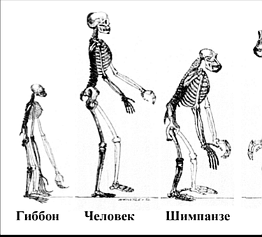 The principle of the brain of mammals (including humans) 3 - Animals, Mammals, Thinking, Intelligence, Intelligence, Art, Music, Patriotism, Video, Longpost