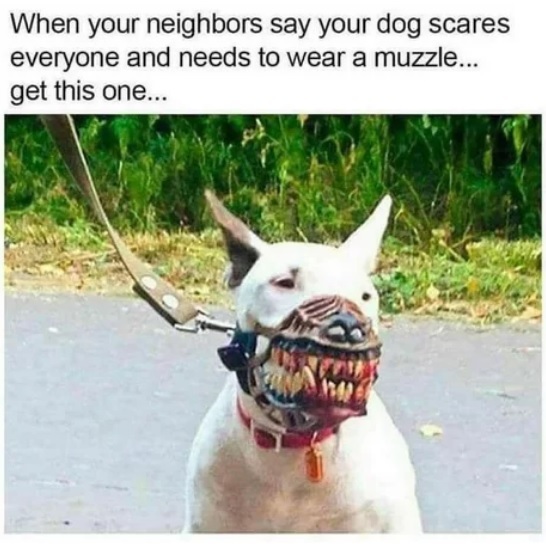 When your neighbors say your dog scares them and should wear a muzzle... get one... - Dog, Bull terrier, Translation, 9GAG, Muzzle