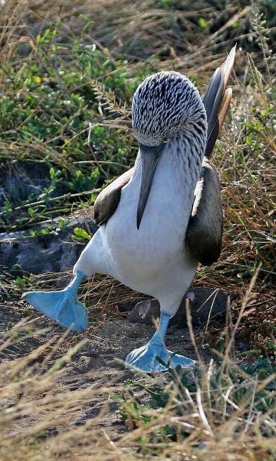 They are greeted by clothes and called by it - Booby, Birds, Longpost