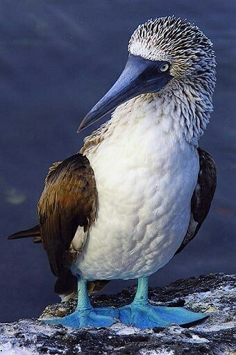 They are greeted by clothes and called by it - Booby, Birds, Longpost