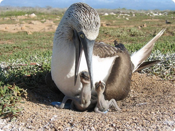 They are greeted by clothes and called by it - Booby, Birds, Longpost