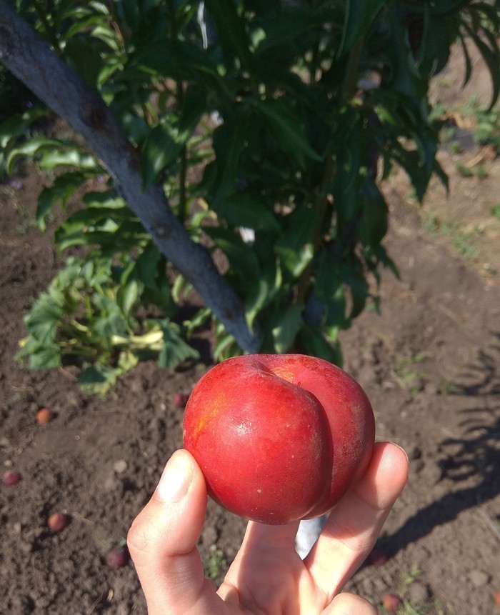 Please help me identify this fruit - Gardening, Сельское хозяйство, Longpost, Фрукты, What's this?