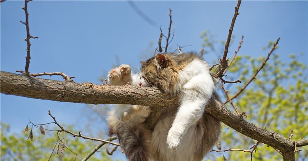 Смешные картинки с утра для поднятия настроения. Кот на дереве. Кот висит на ветке. Кот висит на дереве.