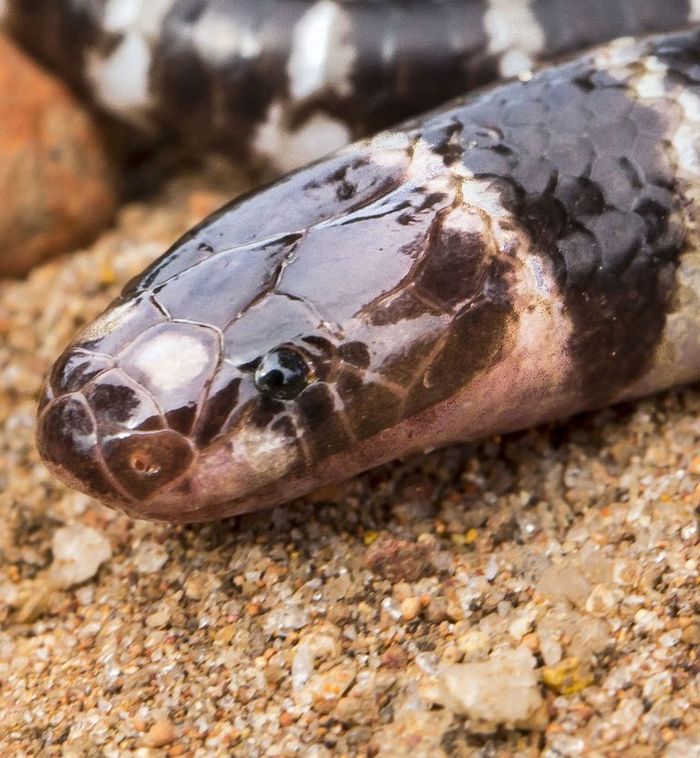 Another species of venomous snake found in Australia - Australia, Poisonous animals, Facts, Reptiles, Zoology, Opening, Longpost