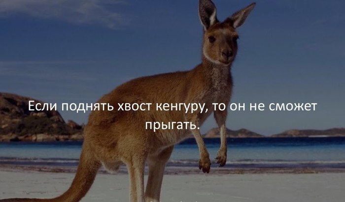 Very useful information, but I certainly will not check) - Kangaroo, Life hack, , Tag