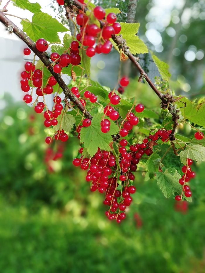 Well in the village in summer - My, The photo, Currant, Dacha, Summer, Vitamins, Longpost