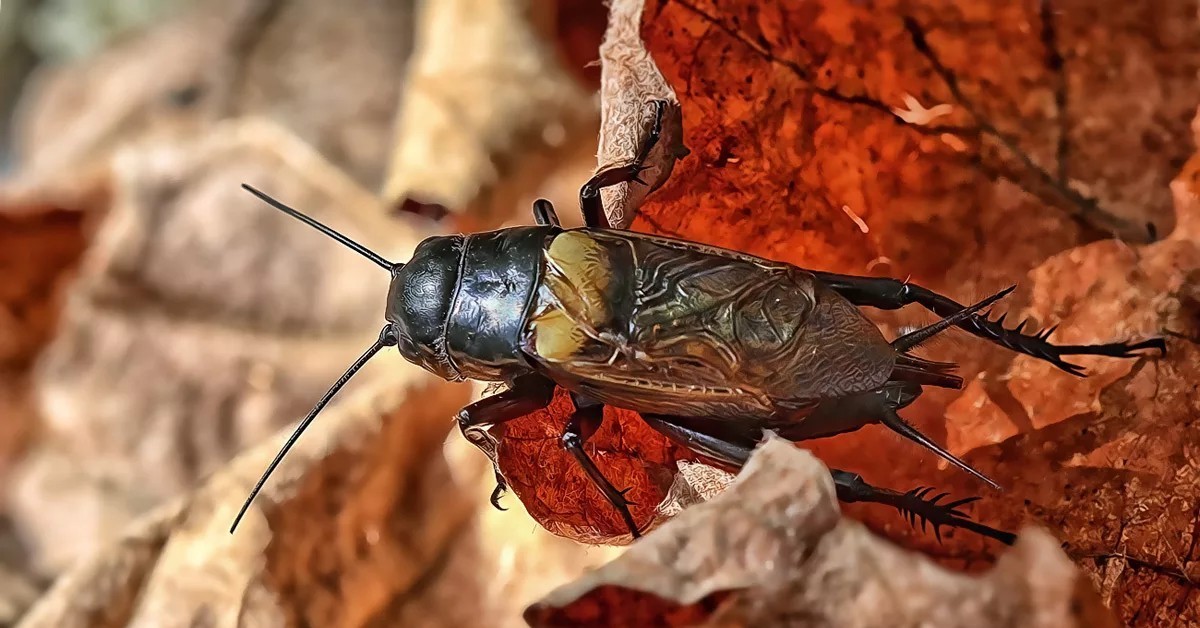 3 insects. Зеленая кобылка кузнечик. Кузнечик уэта. Мандибулы шершня. Катерпиллер насекомое.