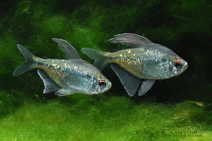 Бриллиантовая тетра, Moenkhausia pittieri