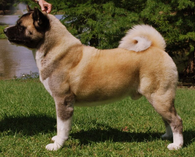 About breeds of dogs. - Dog, Dog breeds, Akita inu, American Akita, , Longpost, Animals