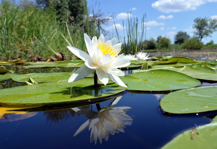 Water lily - My, Water lily, , The photo, Nikon