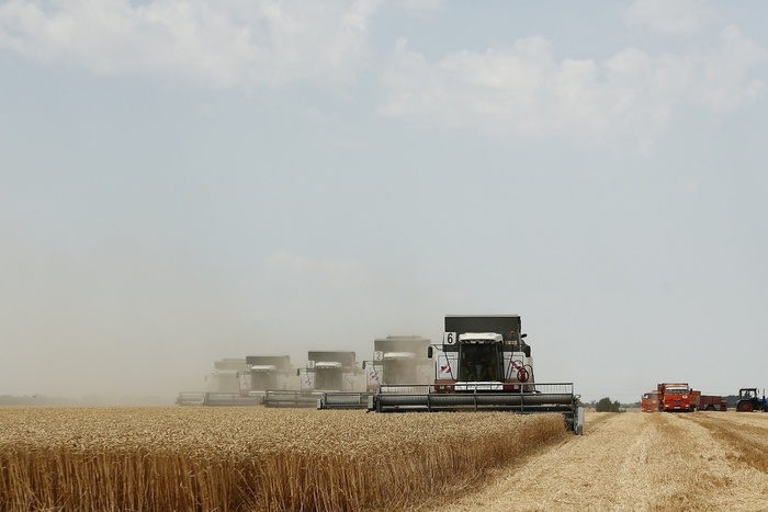 A record grain harvest was harvested in the Kuban - Сельское хозяйство, Statistics, Краснодарский Край