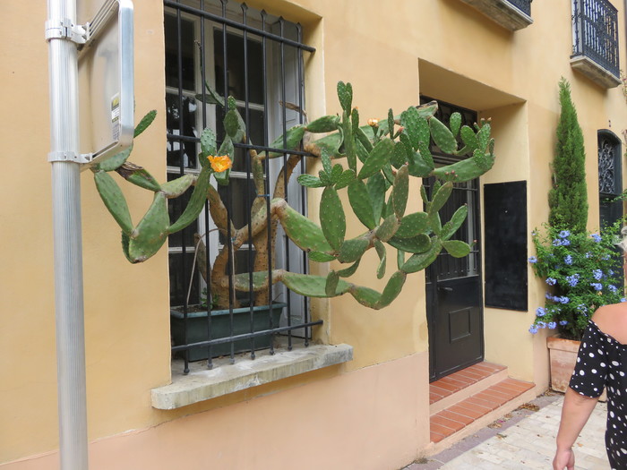 slow escape - My, Cactus, The escape, Liberty, My, The photo, France