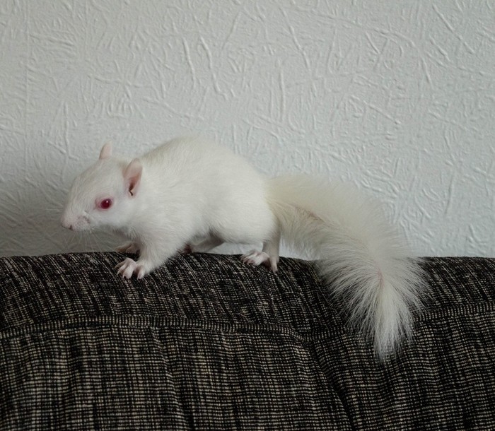 как мы спасли белку. Смотреть фото как мы спасли белку. Смотреть картинку как мы спасли белку. Картинка про как мы спасли белку. Фото как мы спасли белку как мы спасли белку. Смотреть фото как мы спасли белку. Смотреть картинку как мы спасли белку. Картинка про как мы спасли белку. Фото как мы спасли белку