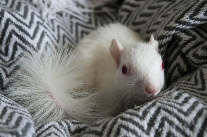 как мы спасли белку. Смотреть фото как мы спасли белку. Смотреть картинку как мы спасли белку. Картинка про как мы спасли белку. Фото как мы спасли белку как мы спасли белку. Смотреть фото как мы спасли белку. Смотреть картинку как мы спасли белку. Картинка про как мы спасли белку. Фото как мы спасли белку