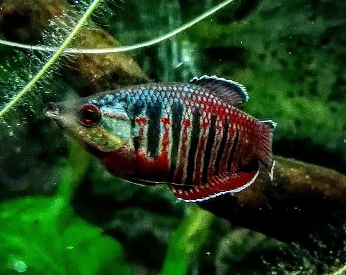 Гурами самурай