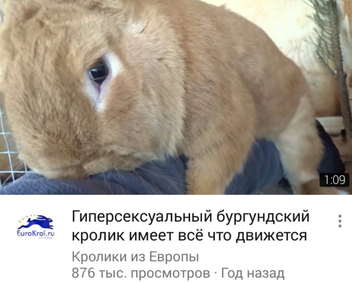 oh that youtube - Rabbit, Internet