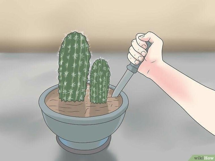 How to prove to this prickly bitch what spicy really means - Knife, Cactus, Reddit