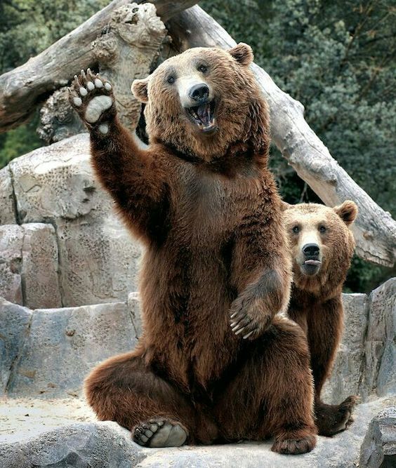 Hey man, man-e-ek! - The photo, The Bears, Hey, Smile, , Language