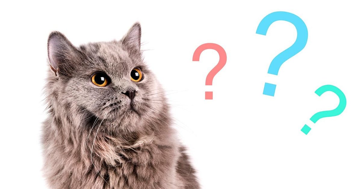 С самой сути вопроса. Кот с вопросительным знаком. Вопросы про кошек. Котенок со знаком вопроса. Котик спрашивает.