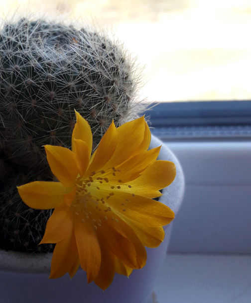 Flowers - My, the Rose, Flowers, Cactus, cat, The photo, Longpost