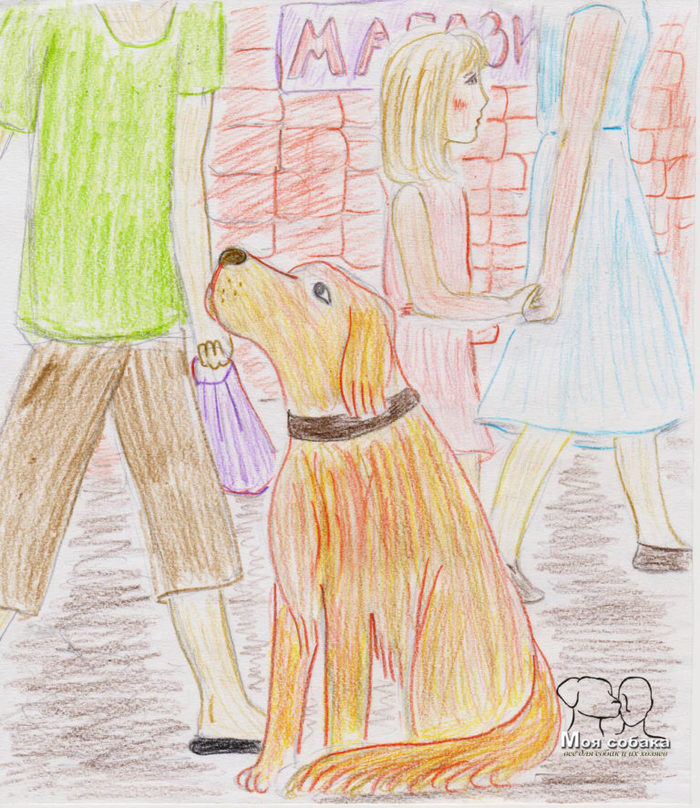 The story about the dog Zhdan - My, , Real life story, Dog, Retriever, Longpost