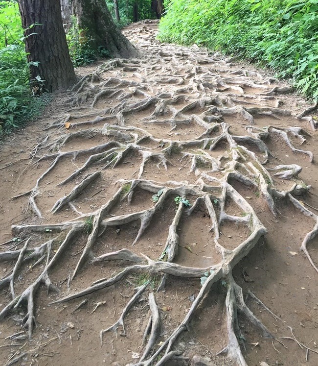 Way to success. - Roots, Tree, Stumbled, Got up, Went, Farther, Road, Path