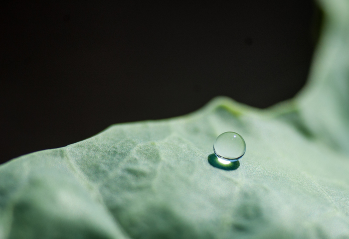 Капли росы и "космический" лепесток. макро, Природа, nikon D40, роса, фотография, хочу критики, длиннопост