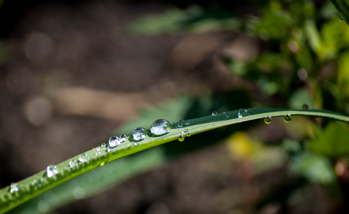 Dew drops and cosmic petal. - My, Macro, Nature, Nikon D40, Dew, The photo, I want criticism, Longpost, Macro photography