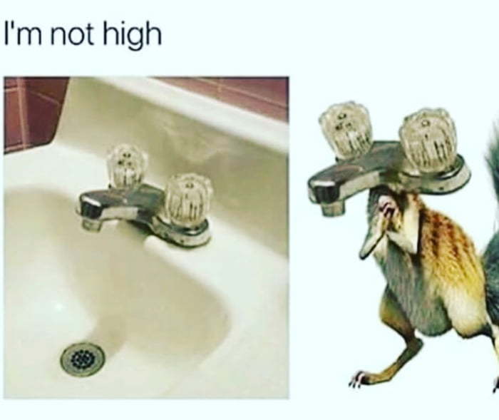 No, I didn't get stoned. - Humor, Squirrel, , Wash basin, ice Age