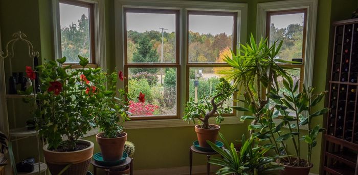 Smart plant-sensors will warn owners about the appearance of mold and flu pathogens - Plants, Houseplants, , Genetic Engineering, GMO, Genetic modification, The science