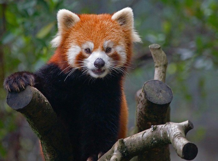 Red panda - Red panda, The photo