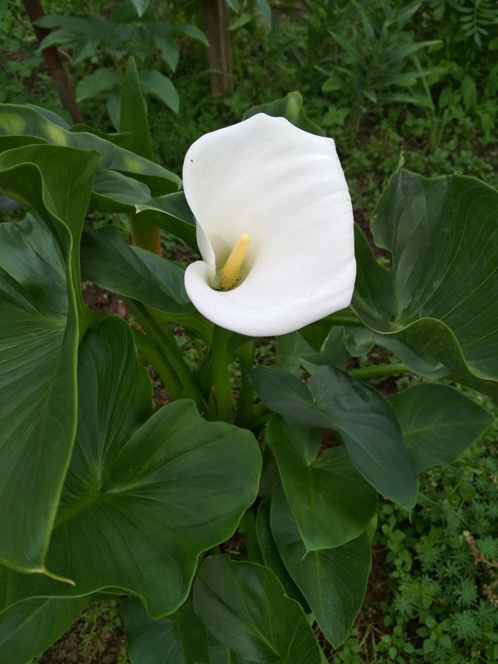 About colors - My, callas, Flowers, Longpost